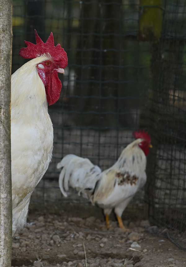 un fiero gallo controlla le sue chiocce