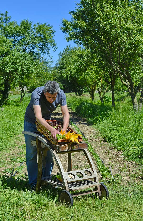 verdure appena colte nell'orto