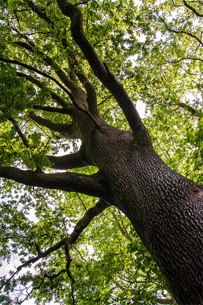 una quercia secolare rinfresca le calde giornate estive