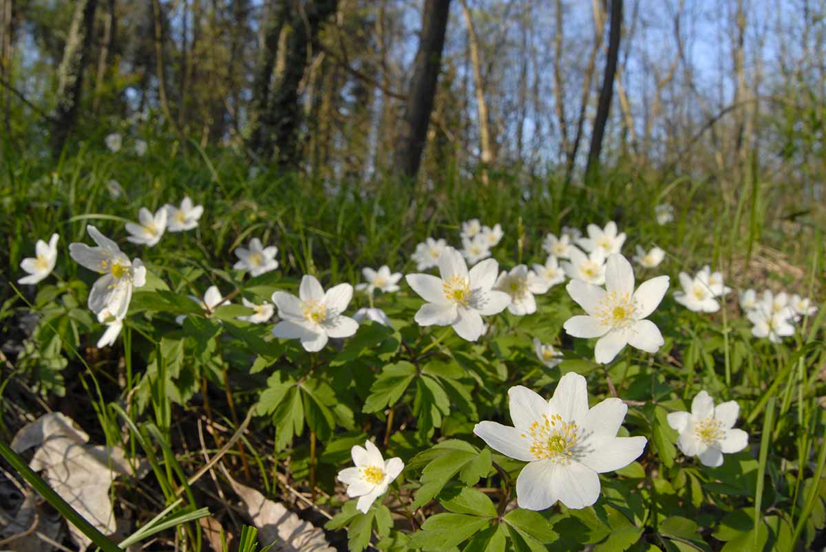 anemone nemorosa