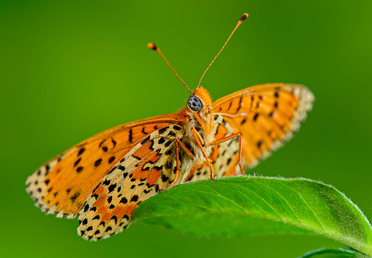 Melitaea didyma