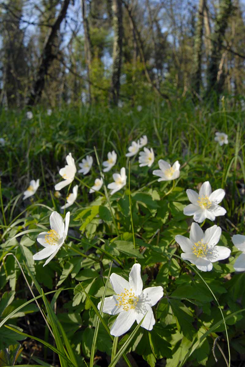 Anemone nemorosa