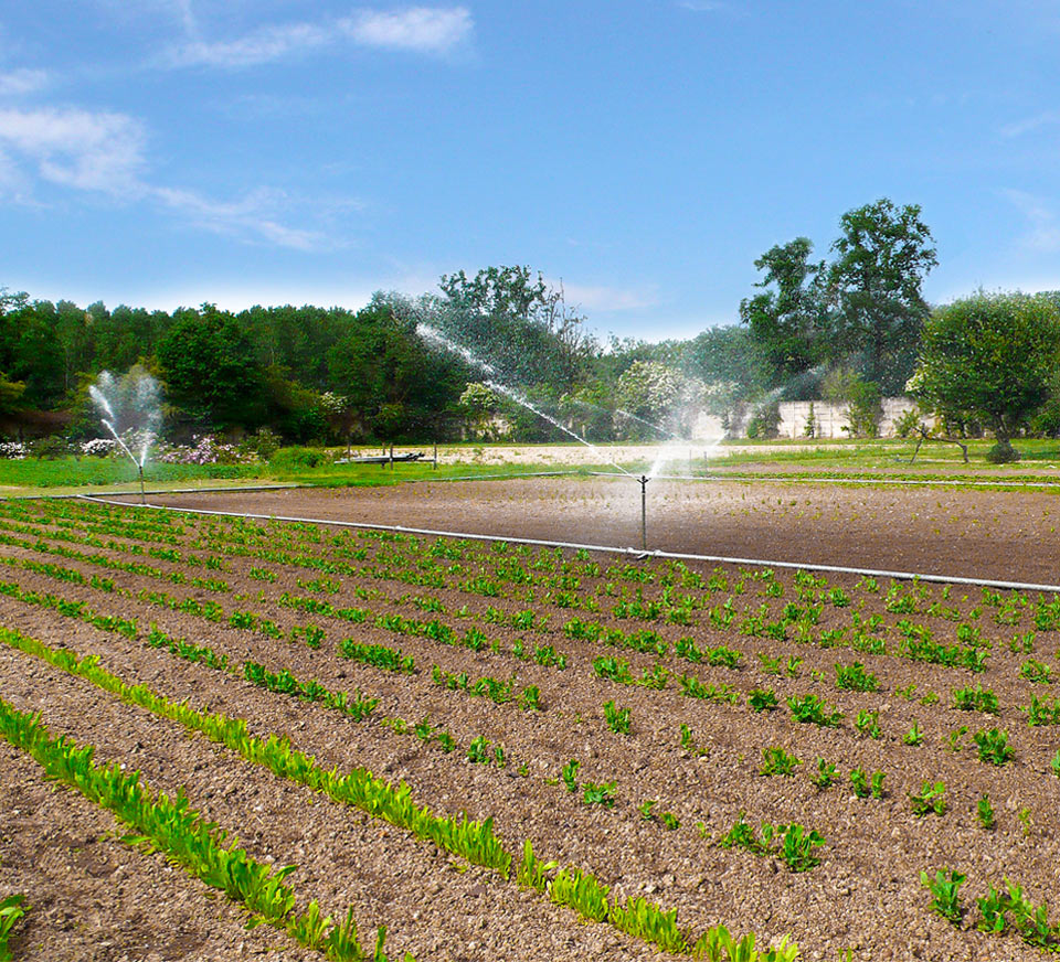 azienda agricola La Forestina