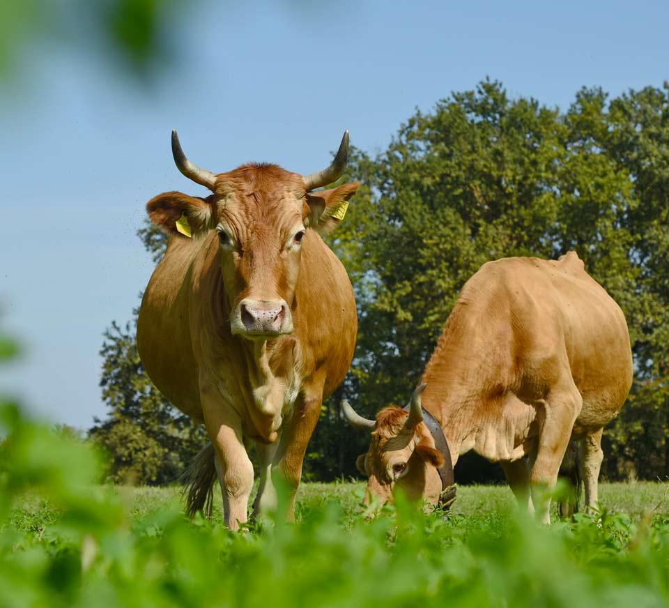 azienda agricola La Forestina